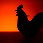 Ayam Berkokok di Malam Hari Jam 12: Fakta, Mitos, dan Penjelasan Ilmiah