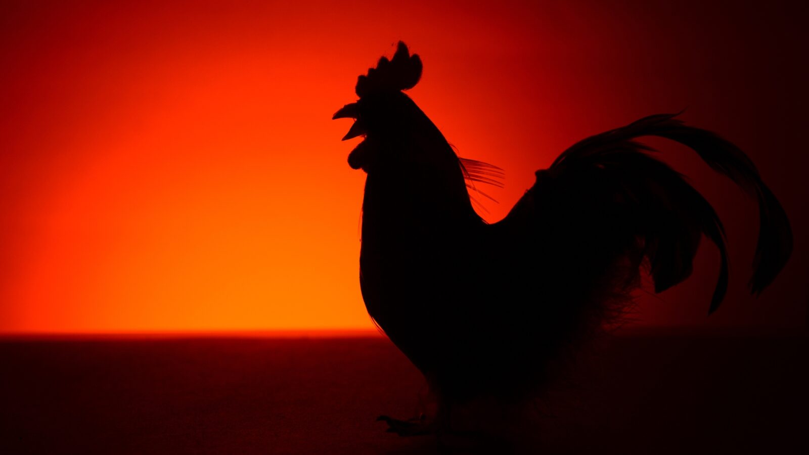 Ayam Berkokok di Malam Hari Jam 12: Fakta, Mitos, dan Penjelasan Ilmiah