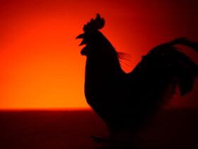 Ayam Berkokok di Malam Hari Jam 12: Fakta, Mitos, dan Penjelasan Ilmiah