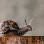 Contoh Hewan Avertebrata dan Ciri-Cirinya dalam Kehidupan Sehari-hari