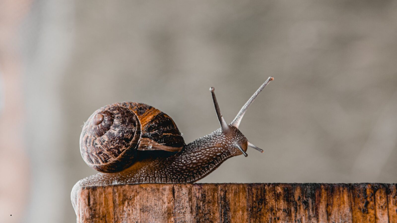 Contoh Hewan Avertebrata dan Ciri-Cirinya dalam Kehidupan Sehari-hari