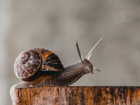 Contoh Hewan Avertebrata dan Ciri-Cirinya dalam Kehidupan Sehari-hari