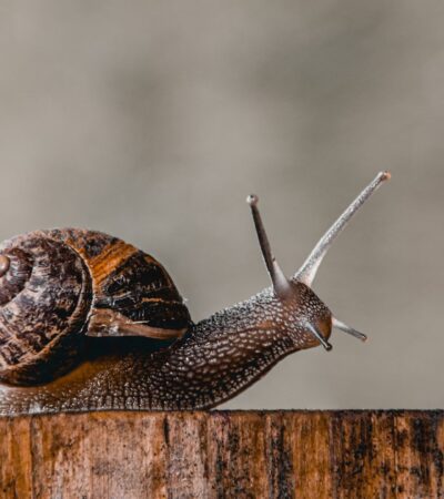 Contoh Hewan Avertebrata dan Ciri-Cirinya dalam Kehidupan Sehari-hari