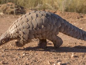 Hewan Trenggiling: Fakta, Habitat, dan Pentingnya Melindungi Mamalia Bersisik Ini