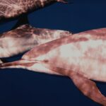 Lumba Lumba Pink: Fakta Unik, Habitat, dan Peran Pentingnya di Alam