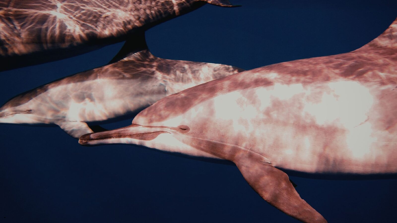 Lumba Lumba Pink: Fakta Unik, Habitat, dan Peran Pentingnya di Alam