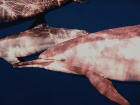 Lumba Lumba Pink: Fakta Unik, Habitat, dan Peran Pentingnya di Alam