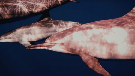 Lumba Lumba Pink: Fakta Unik, Habitat, dan Peran Pentingnya di Alam