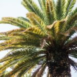 Pohon Sawit: Manfaat, Cara Budidaya, dan Dampaknya bagi Lingkungan