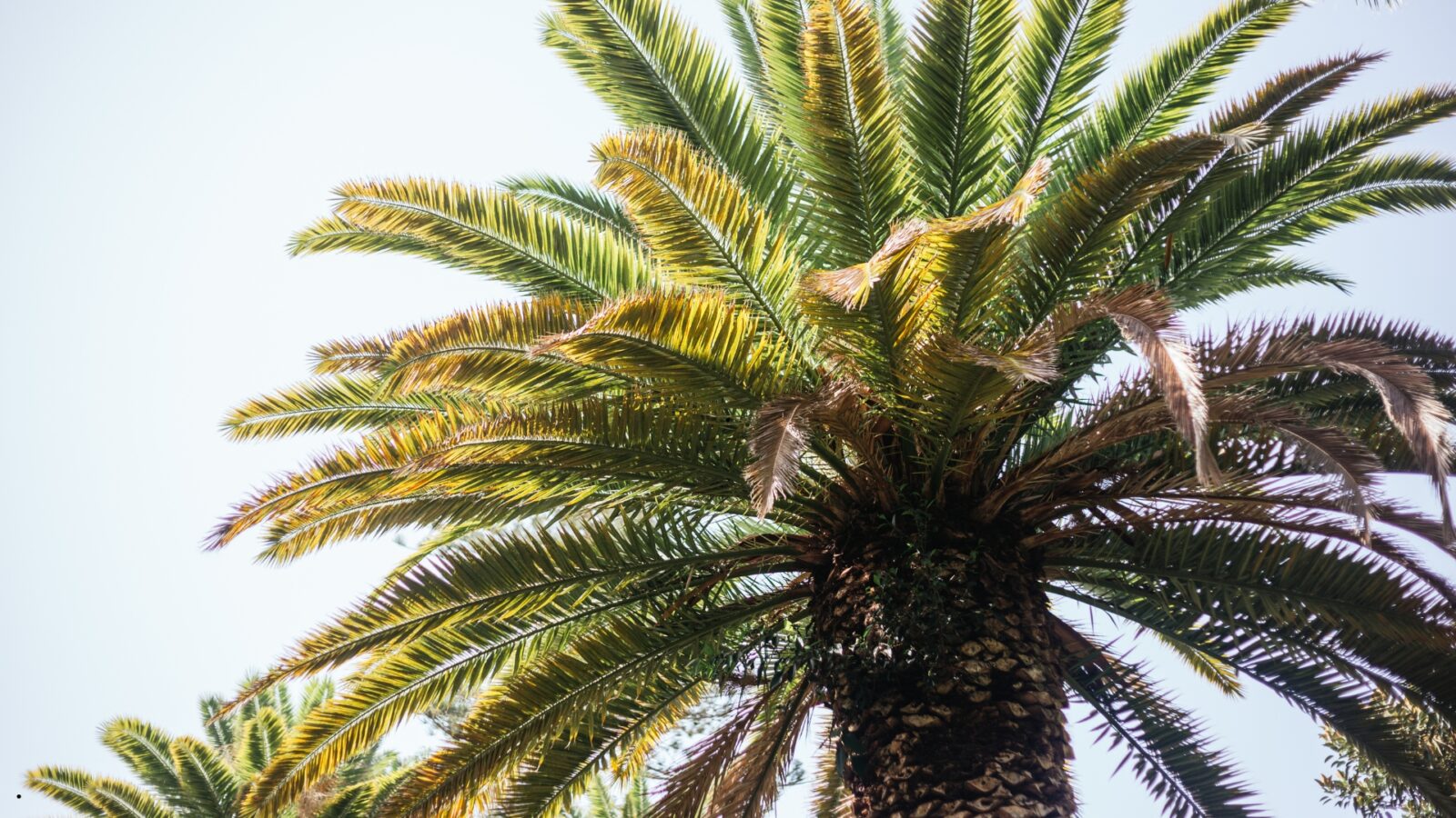 Pohon Sawit: Manfaat, Cara Budidaya, dan Dampaknya bagi Lingkungan