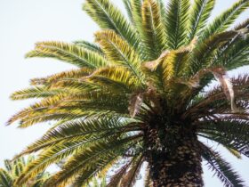 Pohon Sawit: Manfaat, Cara Budidaya, dan Dampaknya bagi Lingkungan