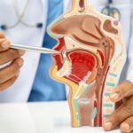 Sistem Pencernaan yang Melakukan Gerak Peristaltik Pertama Adalah: Penjelasan Lengkap dan Mudah Dipahami