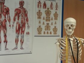 Untuk Apa Tubuh Kita Memiliki Rangka, Sendi, Otot, dan Saraf? Ini Penjelasan Lengkapnya