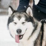 Alaskan Malamute: Anjing Penarik Kereta Salju yang Kuat, Setia, dan Tahan Ekstrem
