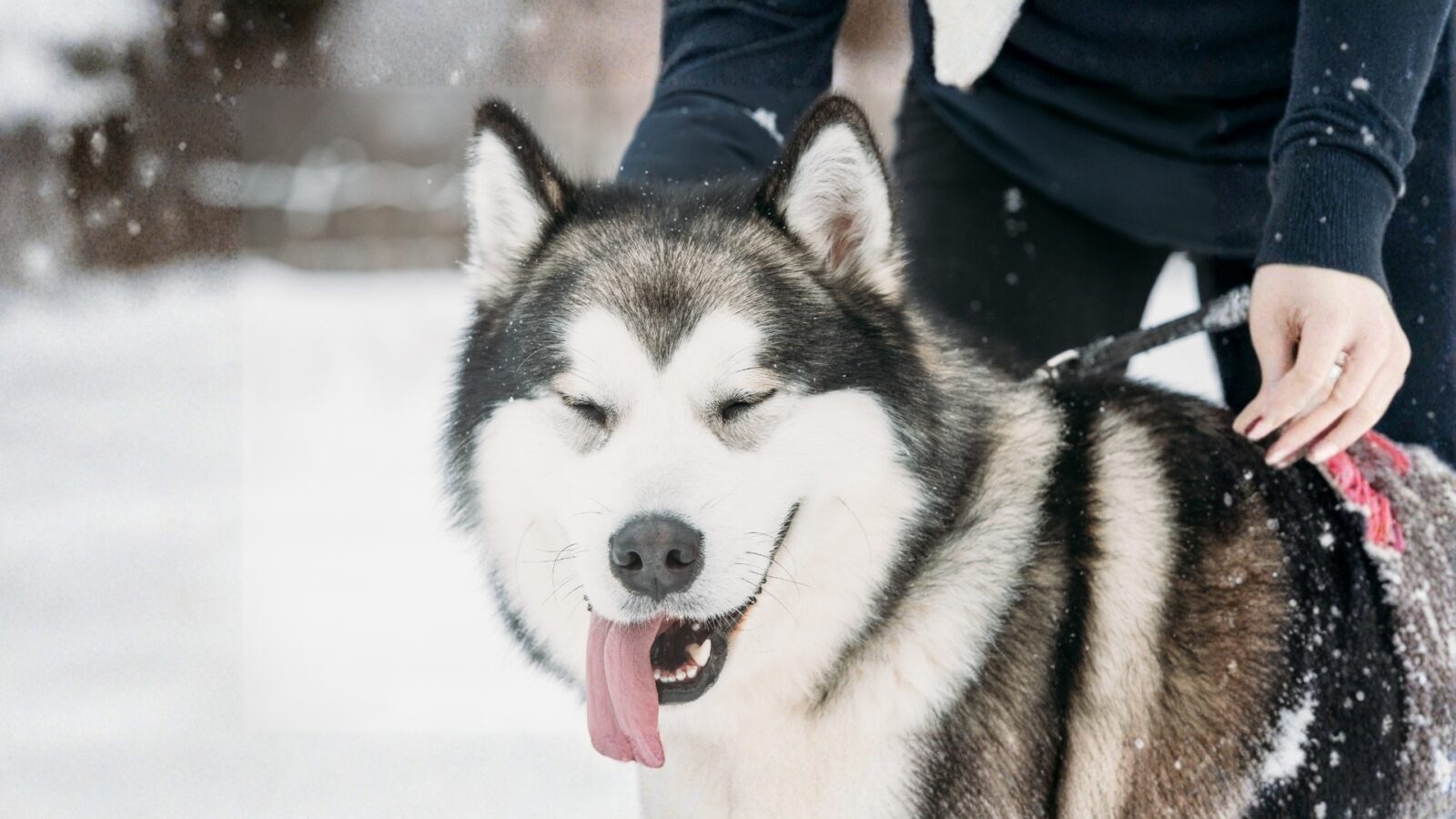 Alaskan Malamute: Anjing Penarik Kereta Salju yang Kuat, Setia, dan Tahan Ekstrem