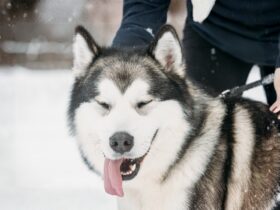 Alaskan Malamute: Anjing Penarik Kereta Salju yang Kuat, Setia, dan Tahan Ekstrem
