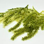 Anggur Laut Adalah Manfaat Nutrisi Cara Mengolah dan Peluang Usaha yang Menjanjikan