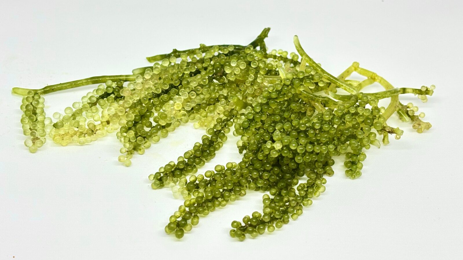 Anggur Laut Adalah Manfaat Nutrisi Cara Mengolah dan Peluang Usaha yang Menjanjikan