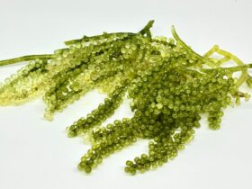 Anggur Laut Adalah Manfaat Nutrisi Cara Mengolah dan Peluang Usaha yang Menjanjikan