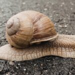 Bekicot Halal atau Haram? Penjelasan Lengkap Menurut Islam dan Fakta Ilmiahnya