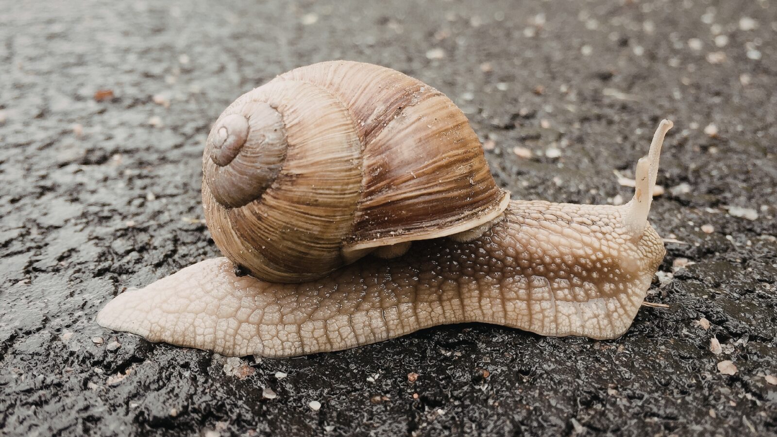 Bekicot Halal atau Haram? Penjelasan Lengkap Menurut Islam dan Fakta Ilmiahnya