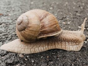 Bekicot Halal atau Haram? Penjelasan Lengkap Menurut Islam dan Fakta Ilmiahnya