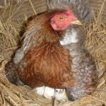 Duluan Ayam atau Telur: Penjelasan Ilmiah, Filosofis, dan Fakta Menarik di Baliknya