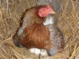 Duluan Ayam atau Telur: Penjelasan Ilmiah, Filosofis, dan Fakta Menarik di Baliknya