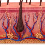 Lapisan Kulit: Struktur, Fungsi, dan Cara Menjaga Kesehatannya