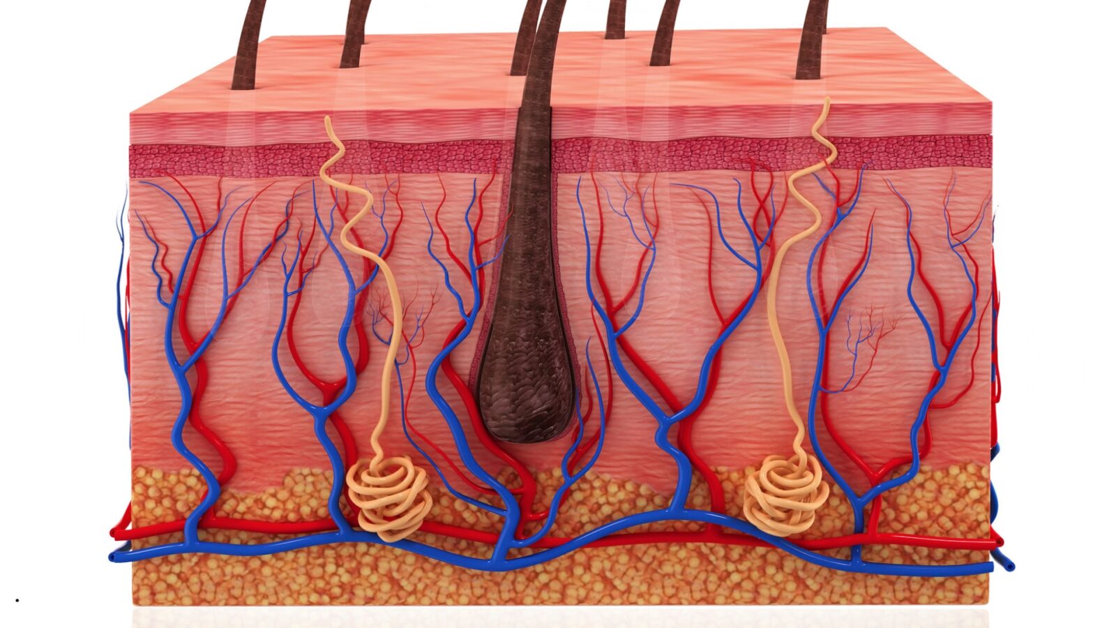 Lapisan Kulit: Struktur, Fungsi, dan Cara Menjaga Kesehatannya