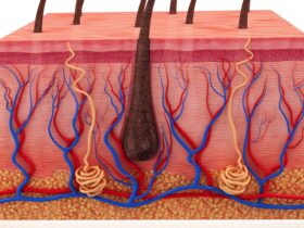 Lapisan Kulit: Struktur, Fungsi, dan Cara Menjaga Kesehatannya