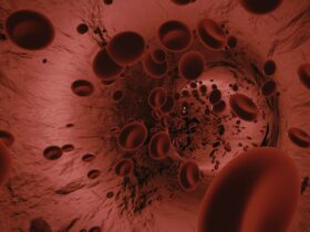 Peredaran Darah Besar dan Kecil: Pengertian, Proses, dan Cara Kerjanya dalam Tubuh