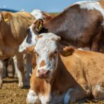 Sapi Limosin: Ciri, Keunggulan, Harga, dan Cara Beternak yang Menguntungkan