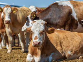 Sapi Limosin: Ciri, Keunggulan, Harga, dan Cara Beternak yang Menguntungkan