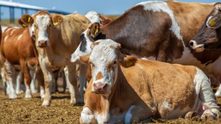 Sapi Limosin: Ciri, Keunggulan, Harga, dan Cara Beternak yang Menguntungkan