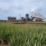 PT Sugar Labinta: Profil Perusahaan dan Aktivitas di Industri Gula